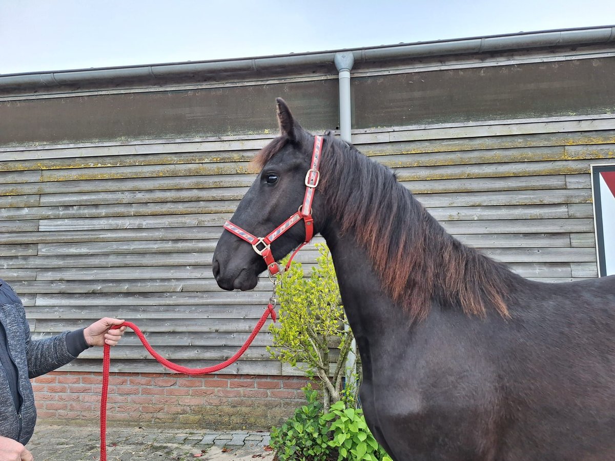 Frisones Yegua 2 años 162 cm Negro in Dalen