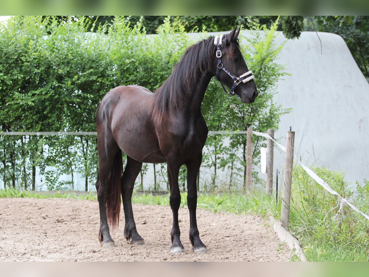 Frisones Yegua 2 años Negro in Protivin