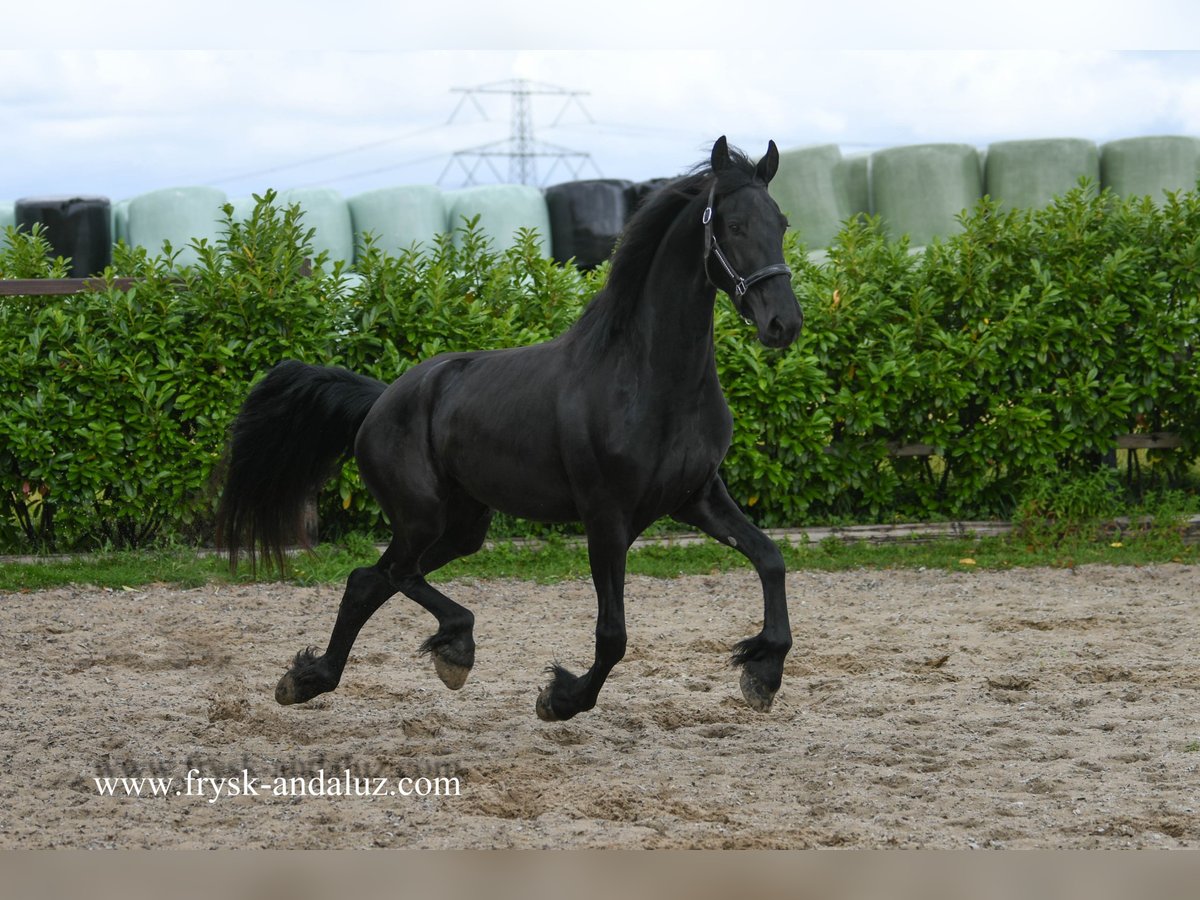 Frisones Yegua 3 años 169 cm Negro in Mijnsheerenland