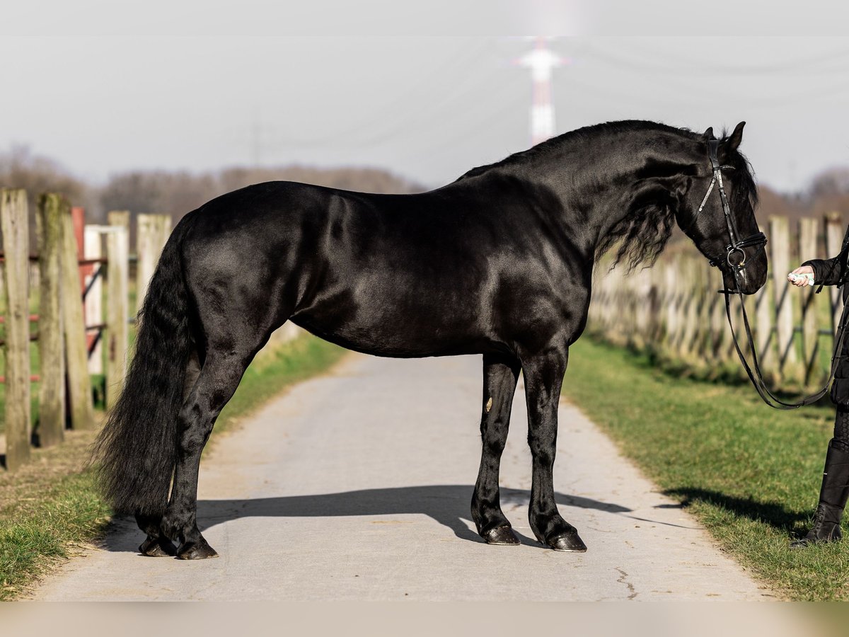 Frisones Yegua 5 años 165 cm Negro in Dormagen