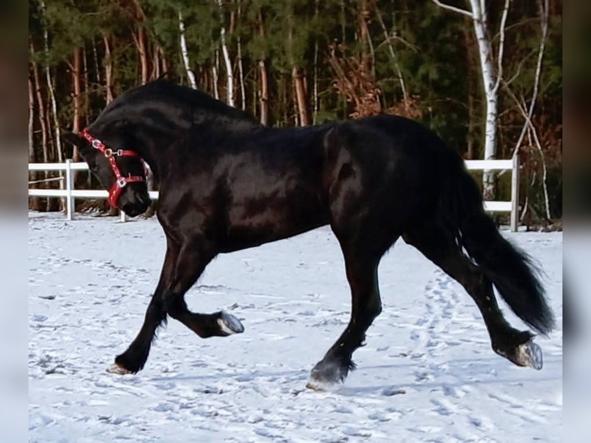 Frisones Yegua 5 años 179 cm Negro in Poświętne