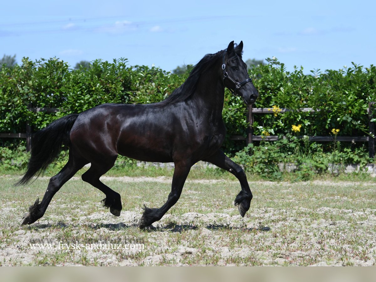 Frisones Yegua 7 años 165 cm Negro in Mijnsheerenland