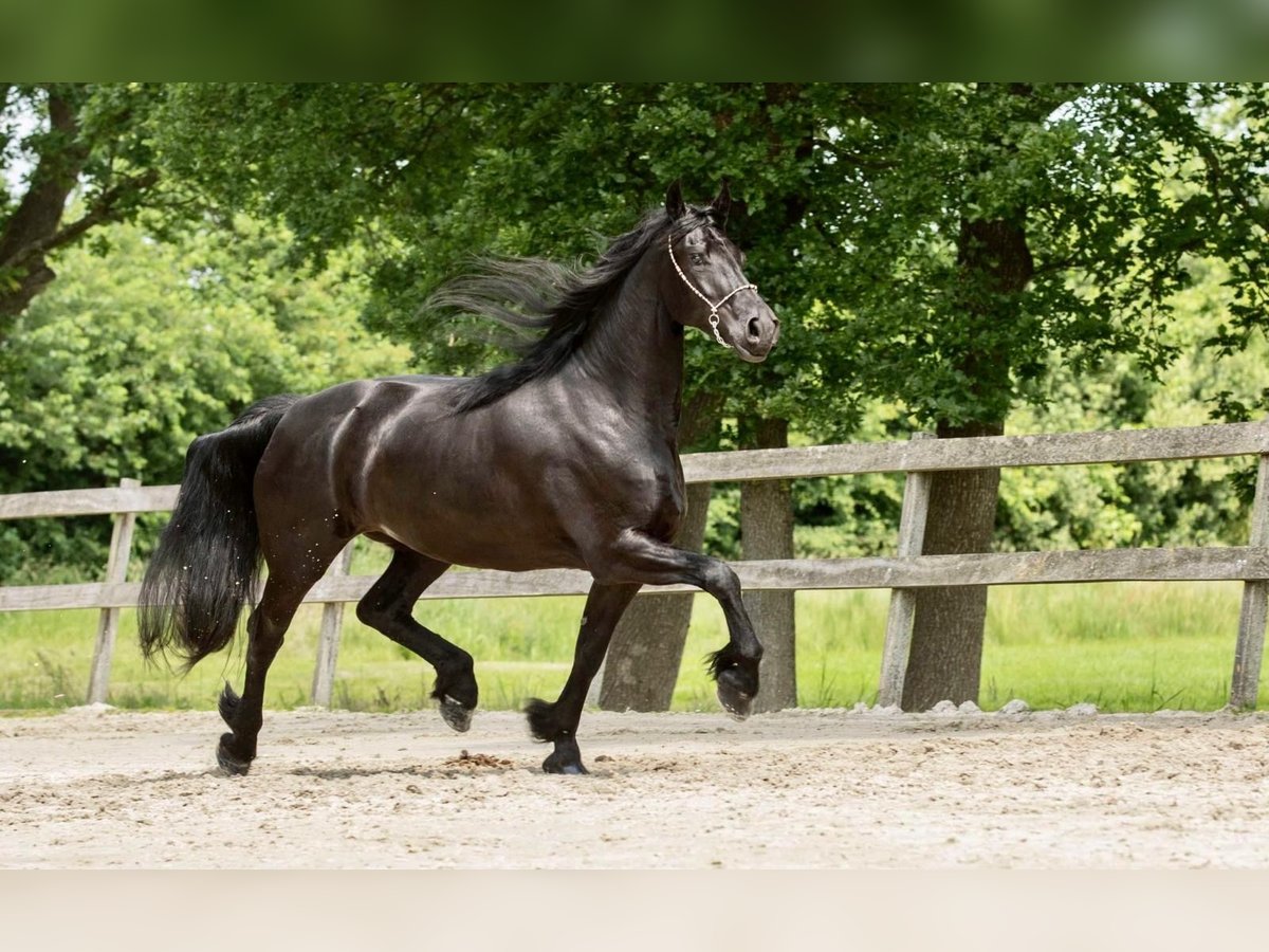 Frisones Yegua 7 años 167 cm Negro in Reinach AG