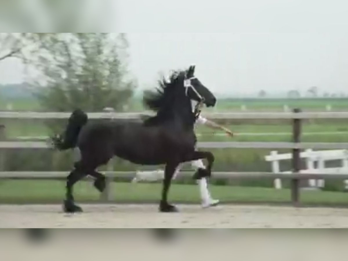 Frisones Yegua 9 años 165 cm Negro in Vianen