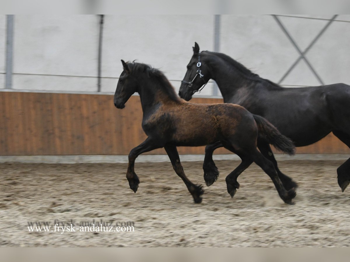 Frisones Yegua Potro (03/2025) 168 cm Negro in Mijnsheerenland