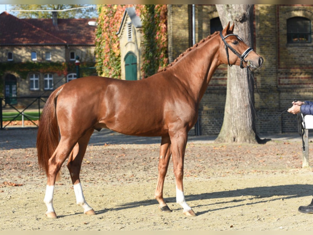 FÜNF STERNE ROYAL Hanoverian Stallion Chestnut-Red in Warendorf
