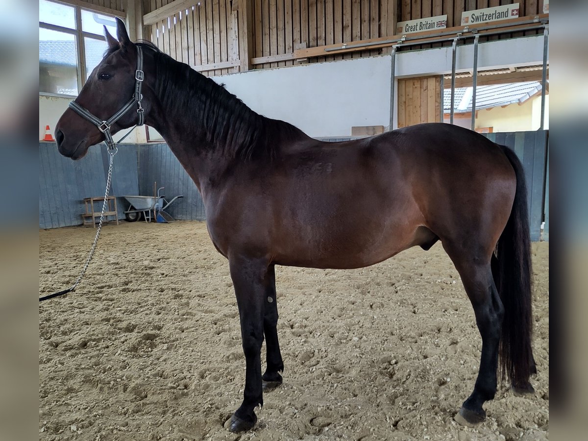 Furioso Caballo castrado 10 años 163 cm Castaño oscuro in Schönau/Mühlkreis