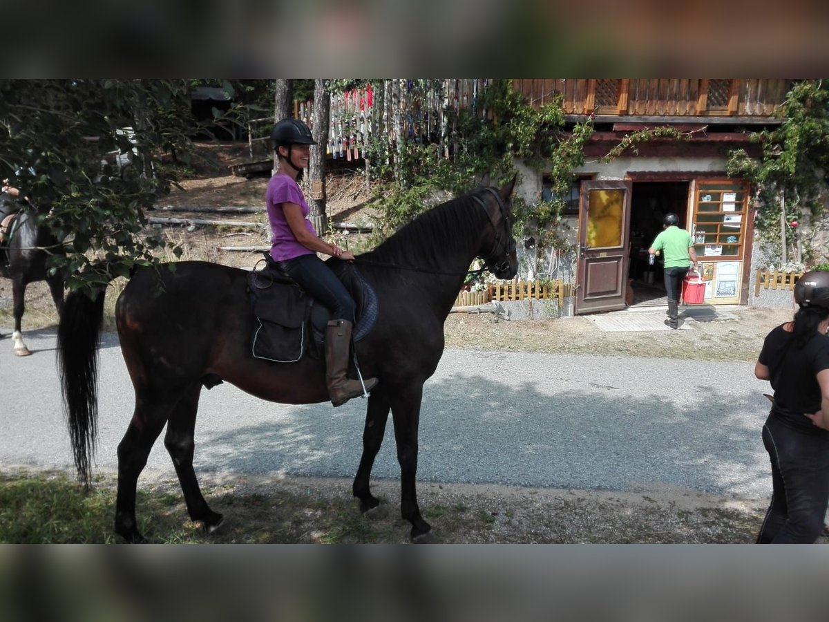 Furioso Caballo castrado 17 años 170 cm Castaño in gross gerungs