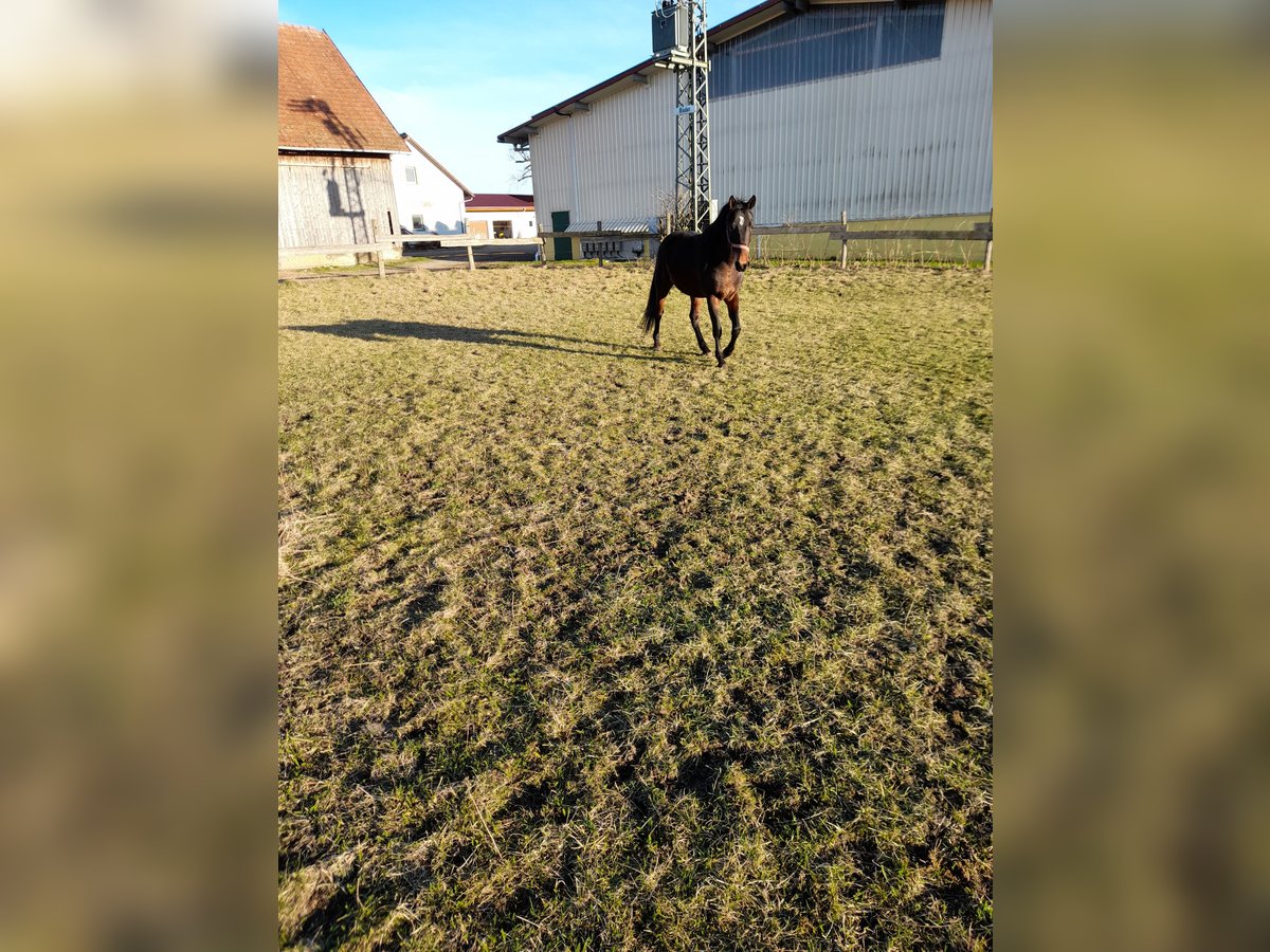 Furioso Caballo castrado 4 años 155 cm Castaño in Bad Saulgau