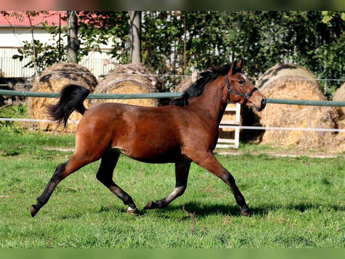 Furioso Croisé Étalon 1 Année 128 cm Bai cerise in Győr