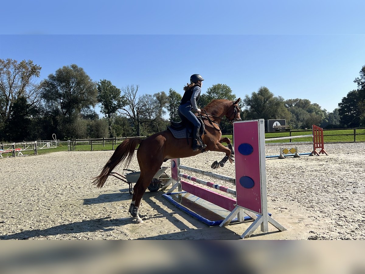 Furioso Gelding 10 years 16,1 hh Chestnut-Red in Lemgo