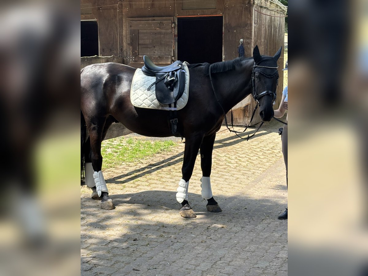 Furioso Gelding 6 years 17 hh Black in Biebergem&#xFC;nd
