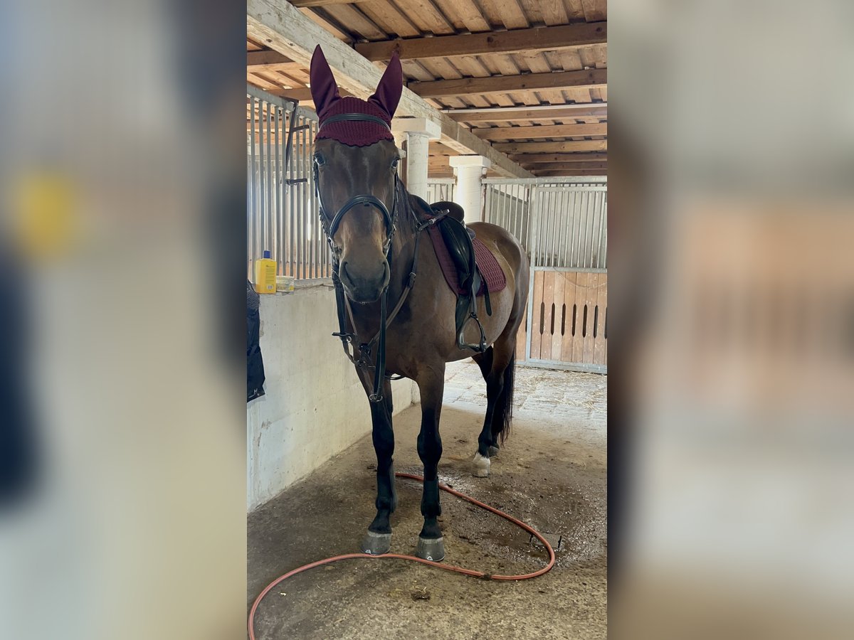 Furioso Gelding 7 years 16,1 hh Brown in B&#xE1;csalm&#xE1;s