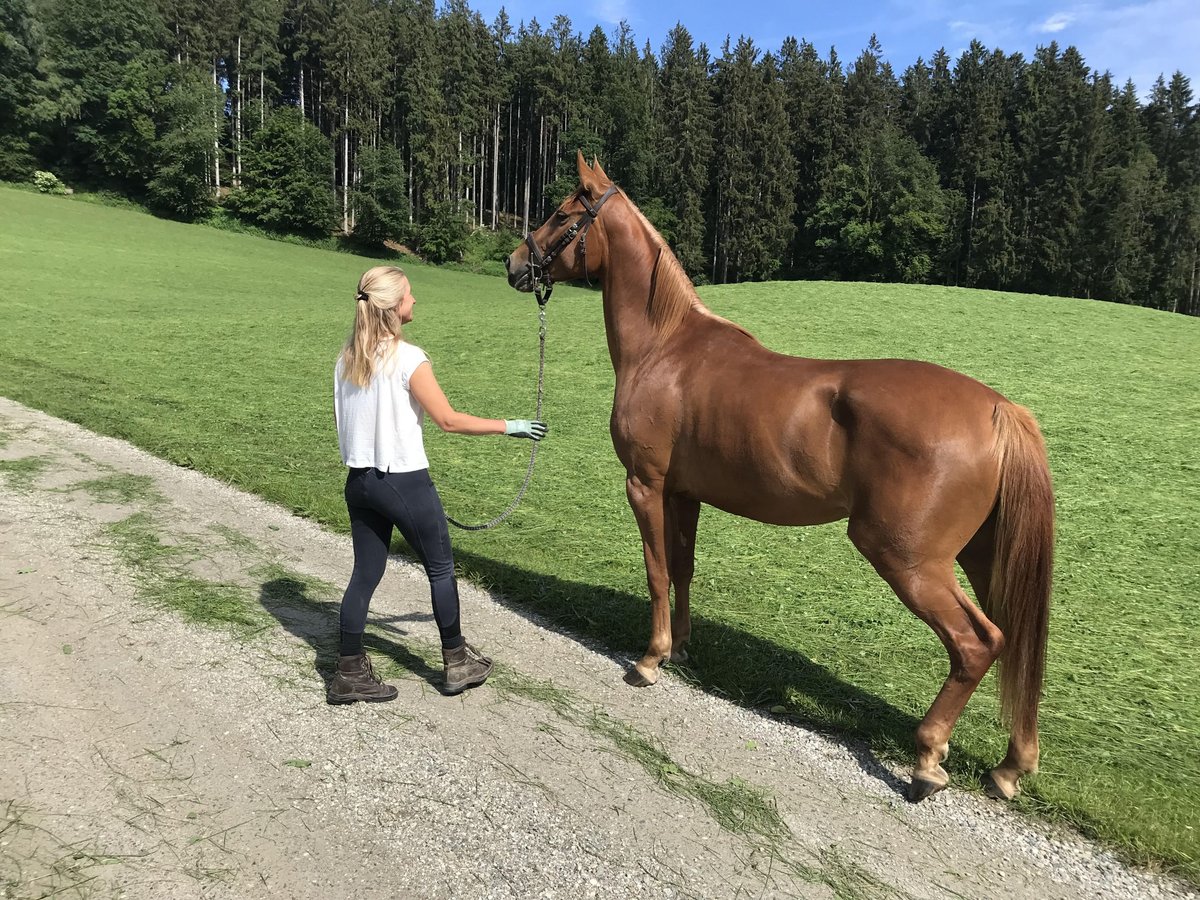 Furioso Giumenta 5 Anni 160 cm Sauro in Albaching