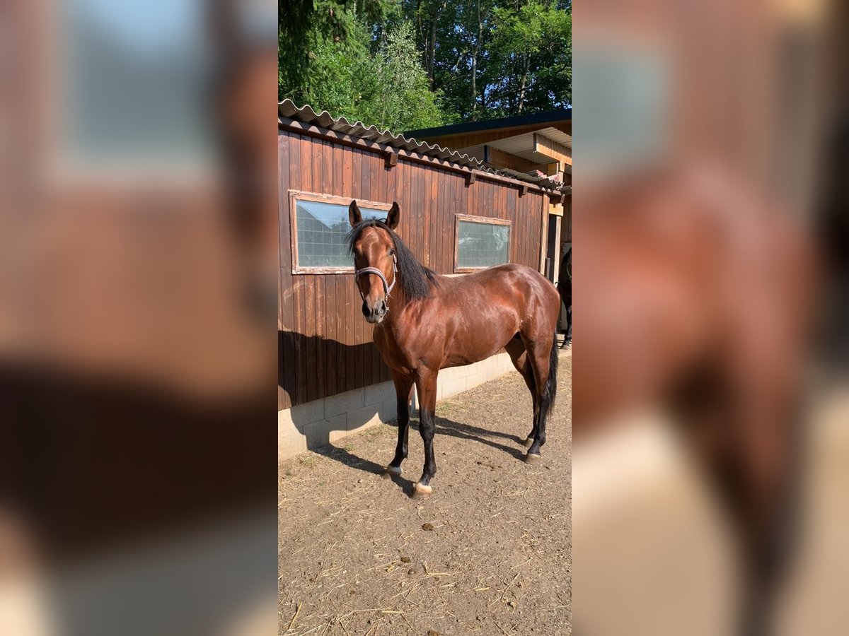 Furioso Hengst 3 Jaar in Weikertschlag