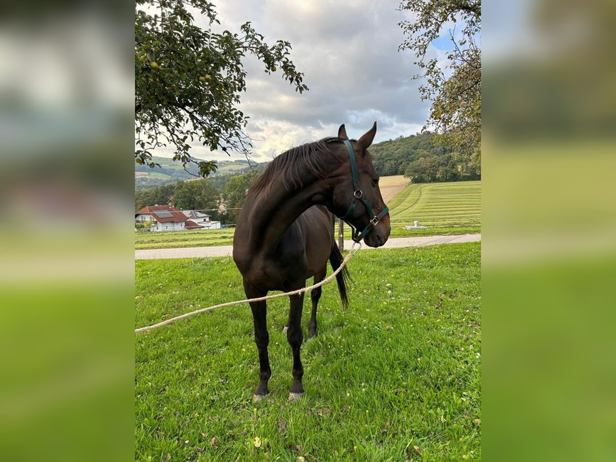 Furioso Hongre 18 Ans 172 cm Bai in Gutau