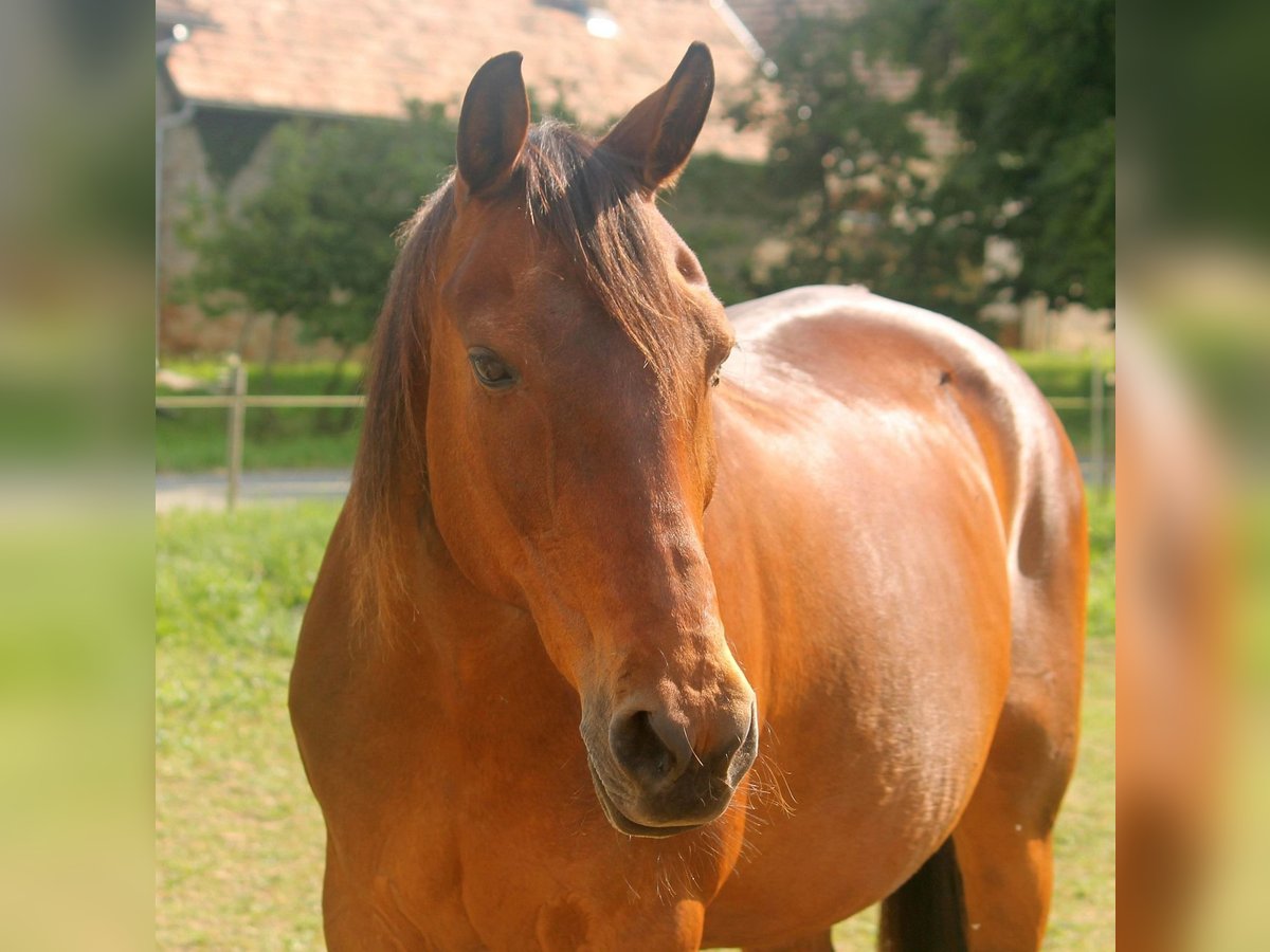 Furioso Klacz 21 lat 167 cm in Medina