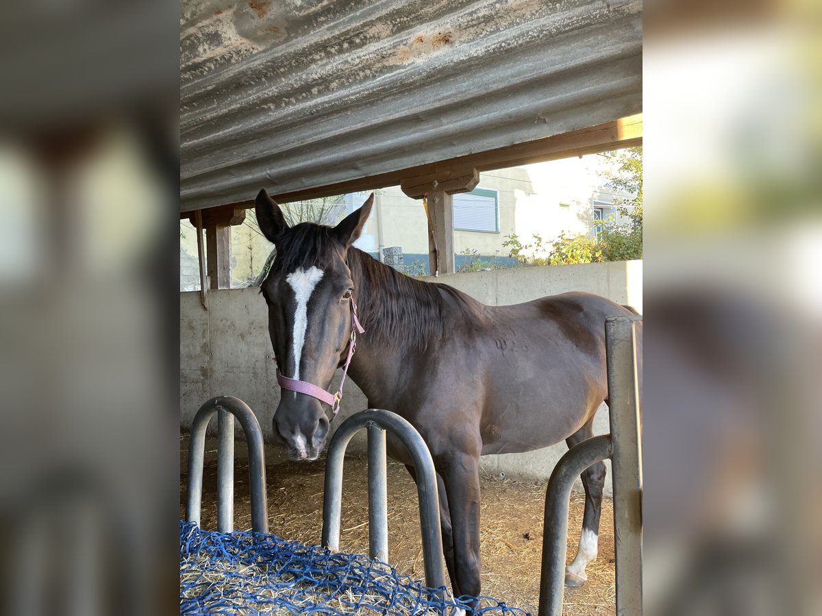 Furioso Mare 11 years 15,2 hh Black in Kobenz