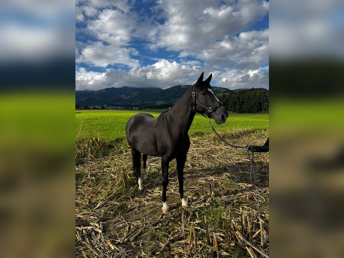 Furioso Mare 11 years 15,2 hh Black in Kobenz Furioso Mare 11 years 15,2 hh Black in Kobenz