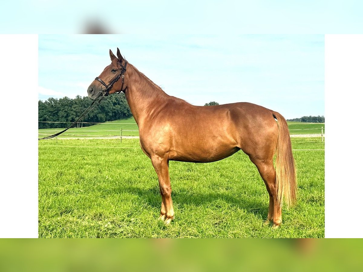 Furioso Mare 5 years 15,2 hh Chestnut-Red in Albaching