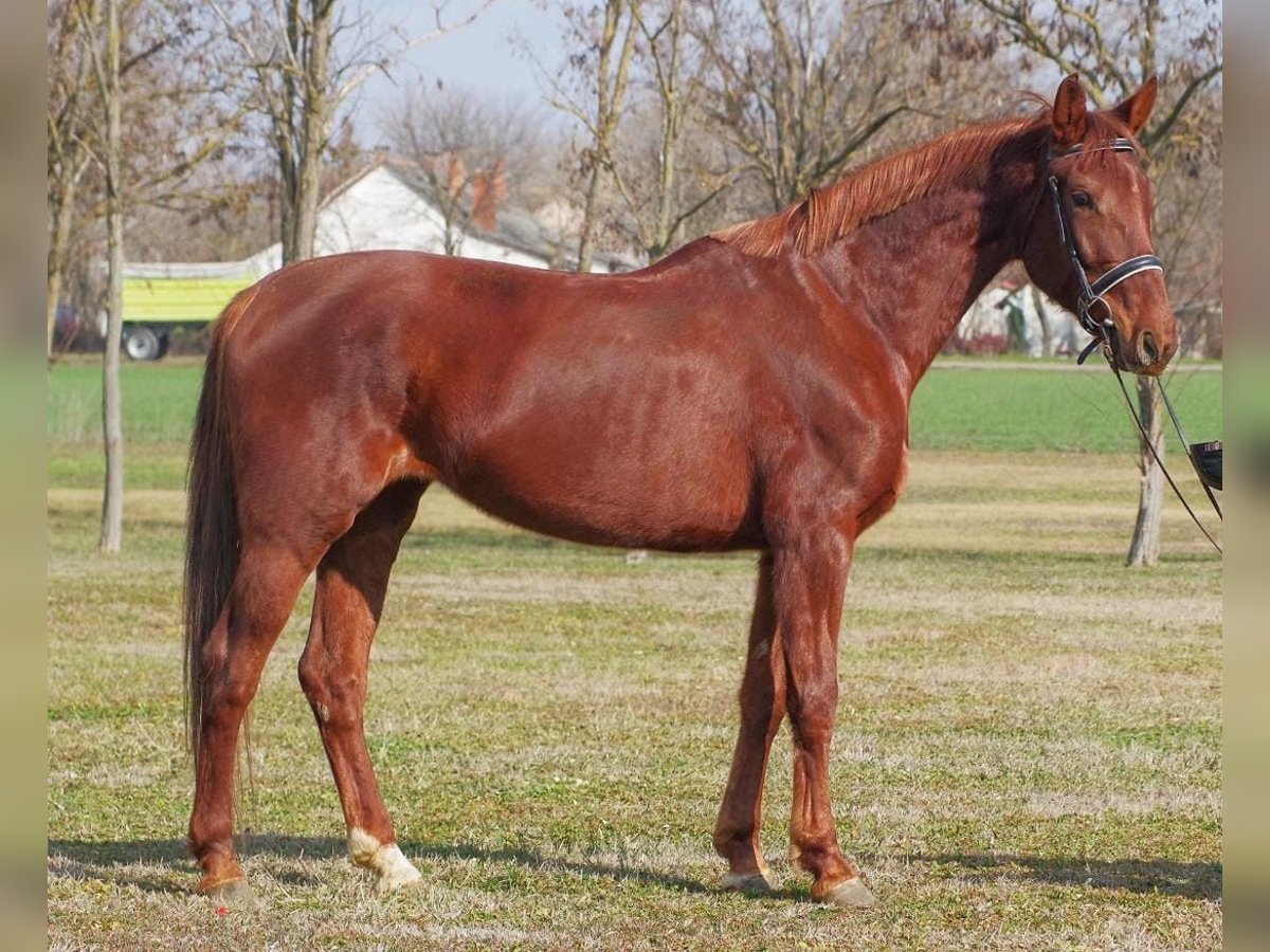 Furioso Mare 6 years 16,1 hh Chestnut in Berlin