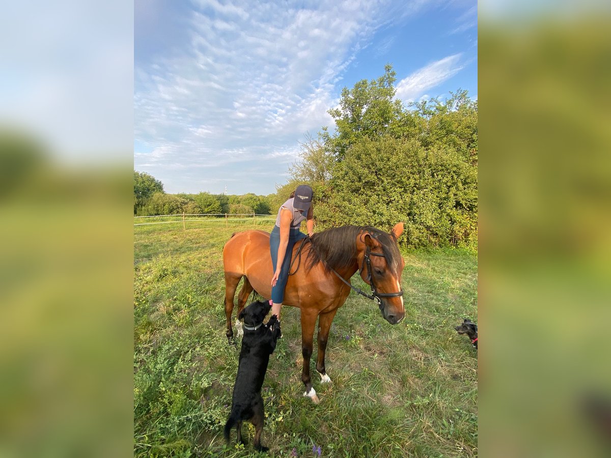 Furioso Mix Ruin 8 Jaar 150 cm Roodbruin in Biatorb&#xE1;gy