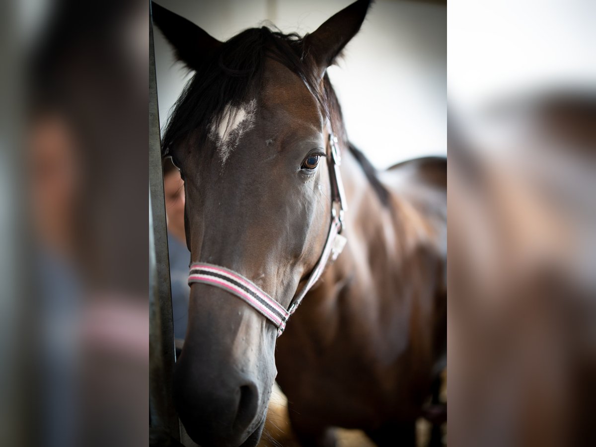 Furioso Stute 12 Jahre 163 cm Dunkelbrauner in Zillingdorf