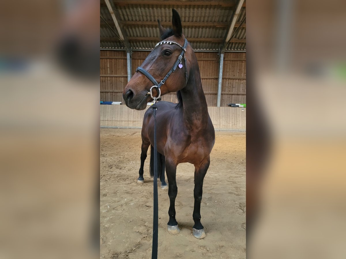 Furioso Stute 16 Jahre 160 cm Brauner in Neeken, Dessau-Ro&#xDF;lau