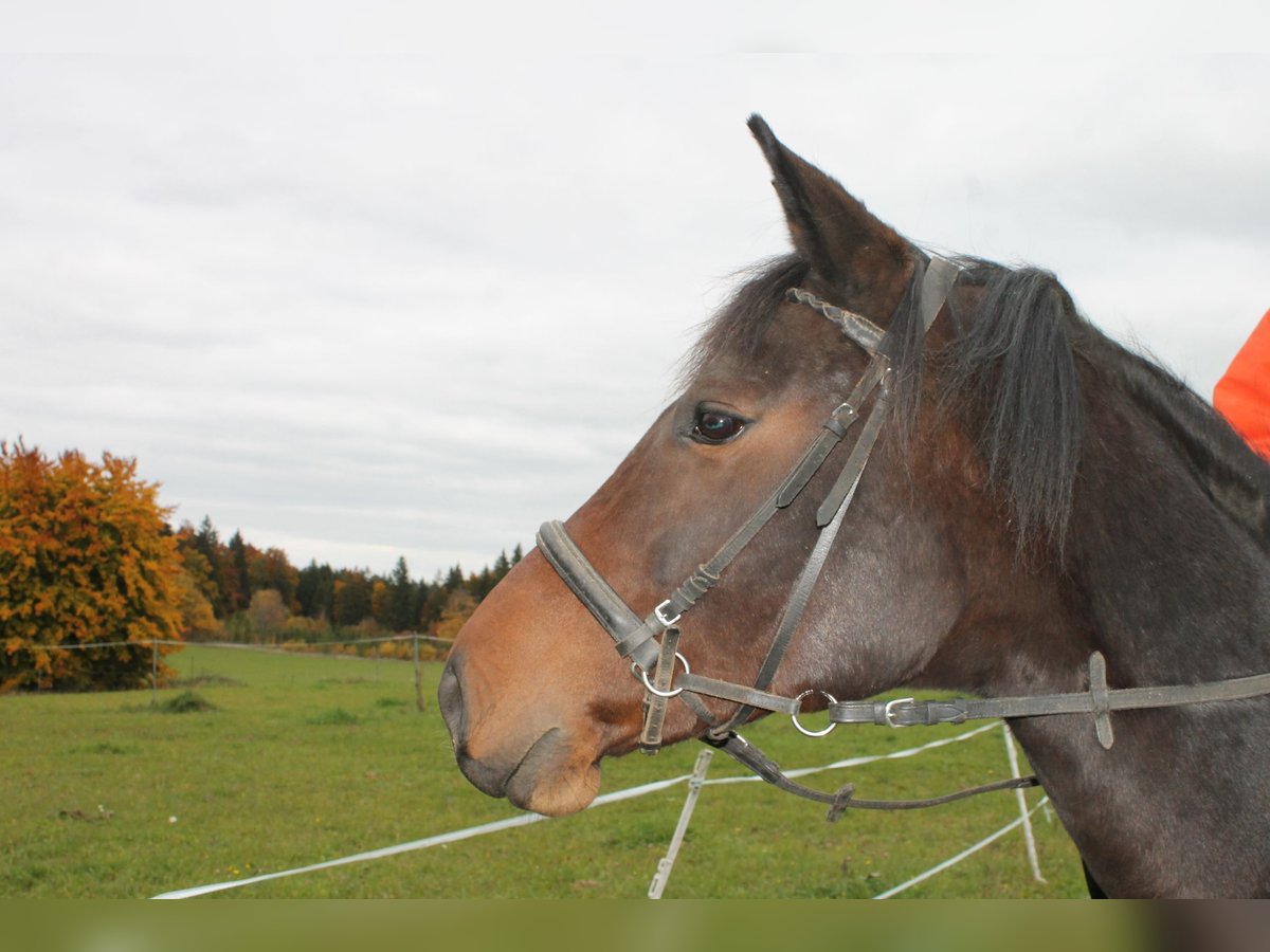 Furioso Stute 9 Jahre 156 cm Brauner in Stetten am kalten Markt