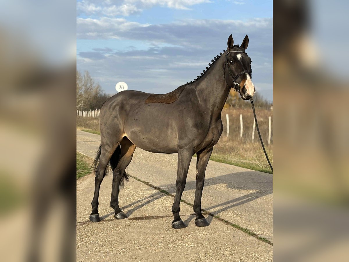 Furioso Wallach 7 Jahre 171 cm in Szarvas