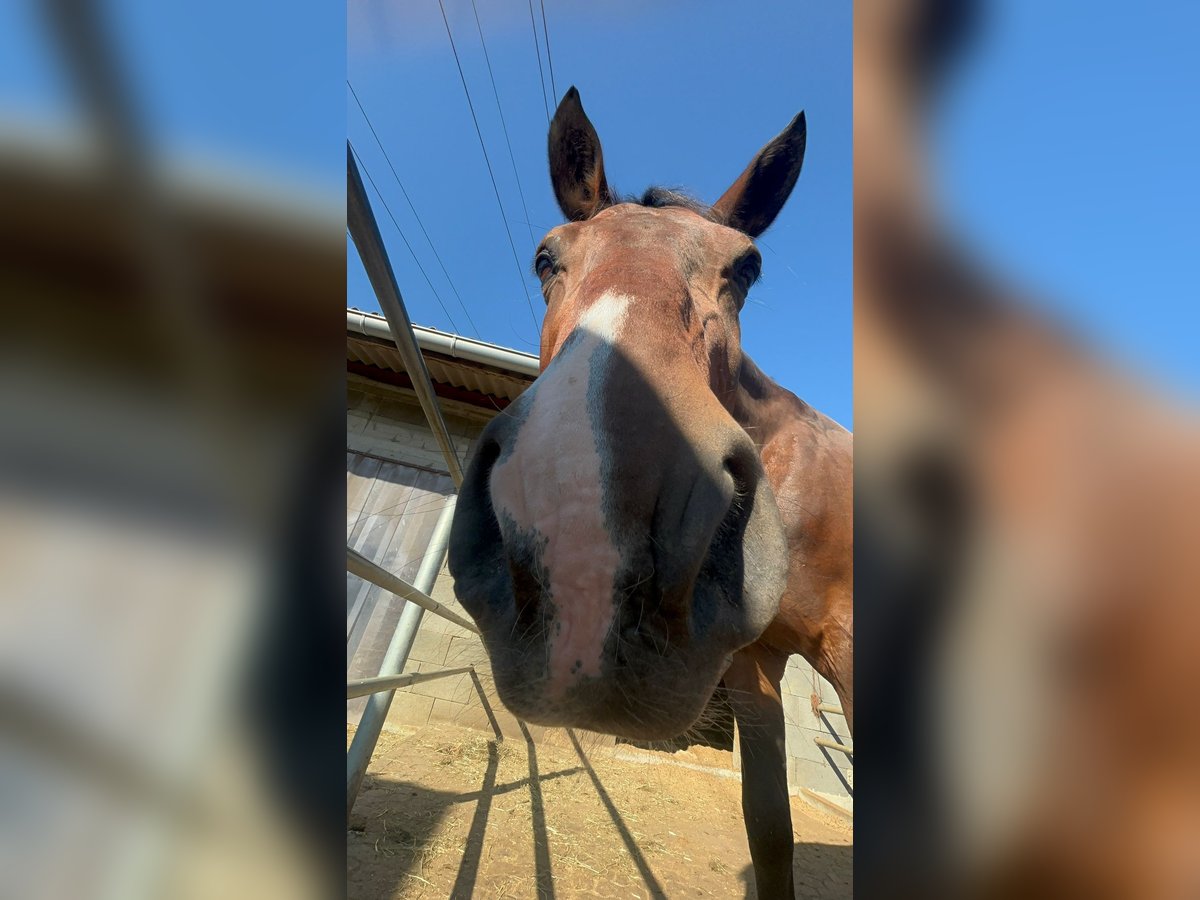 Furioso Wallach 9 Jahre 162 cm Rappe in Filderstadt