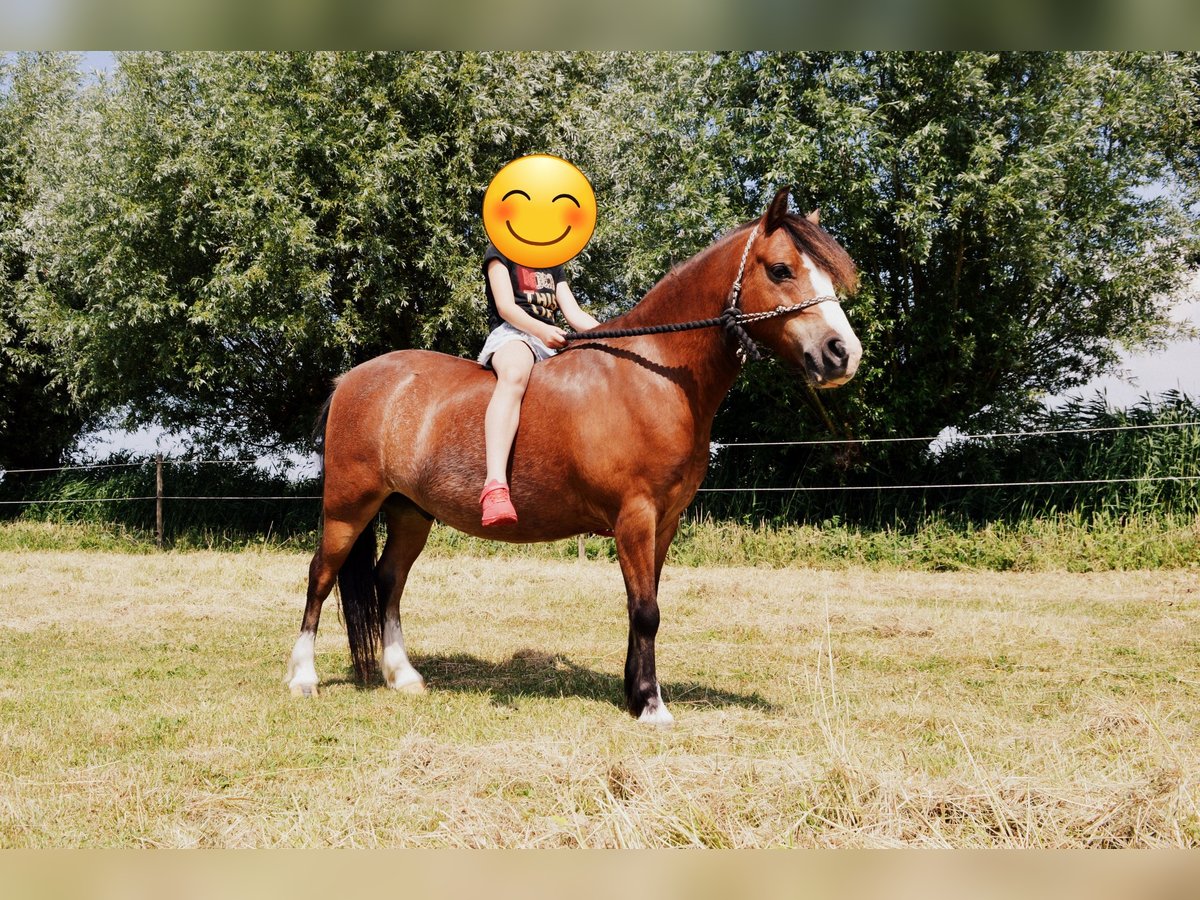 Galés-A Caballo castrado 10 años 116 cm Castaño in Steenbergen