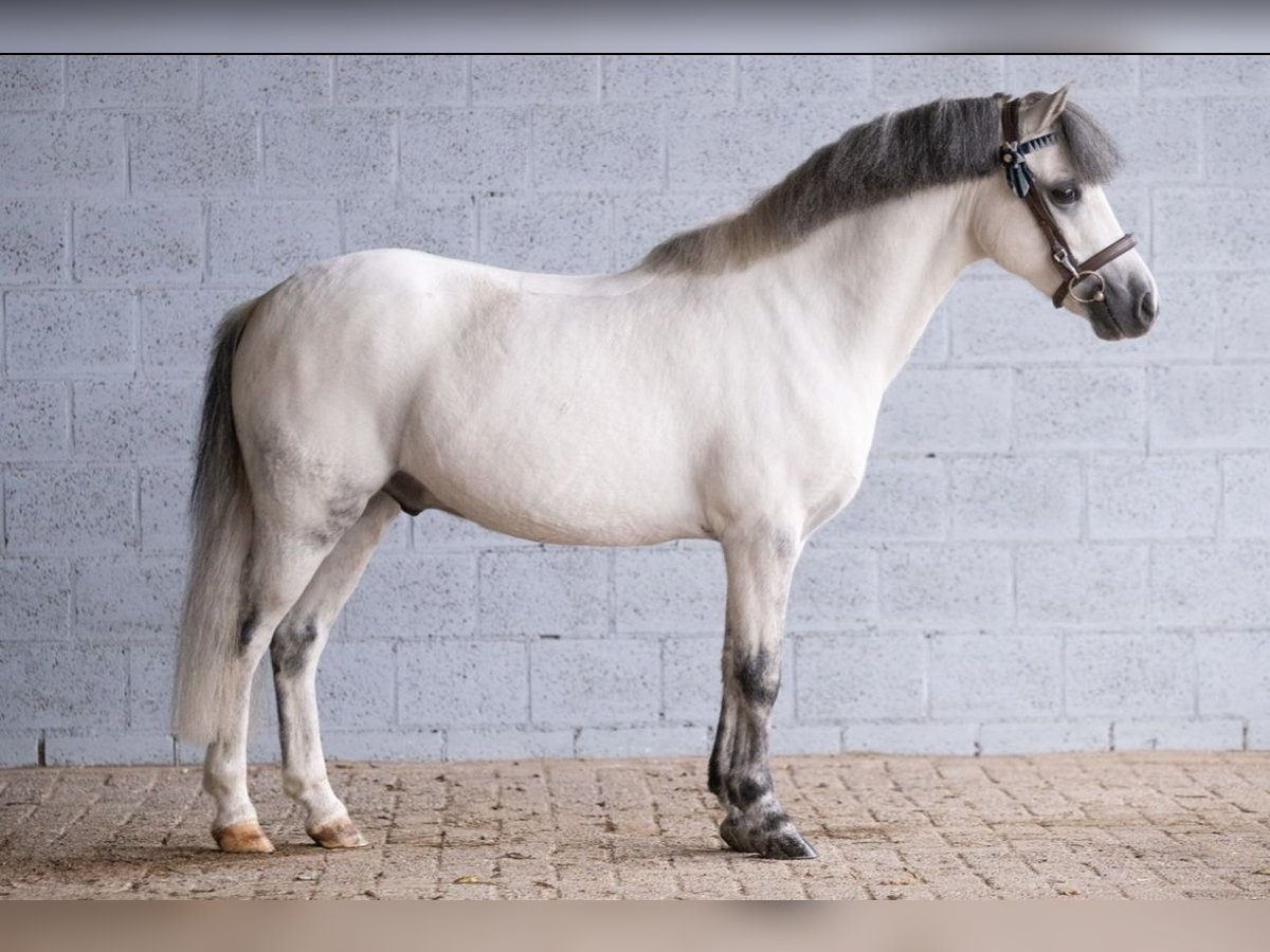 Galés-A Caballo castrado 10 años 119 cm Tordo in Hanstedt