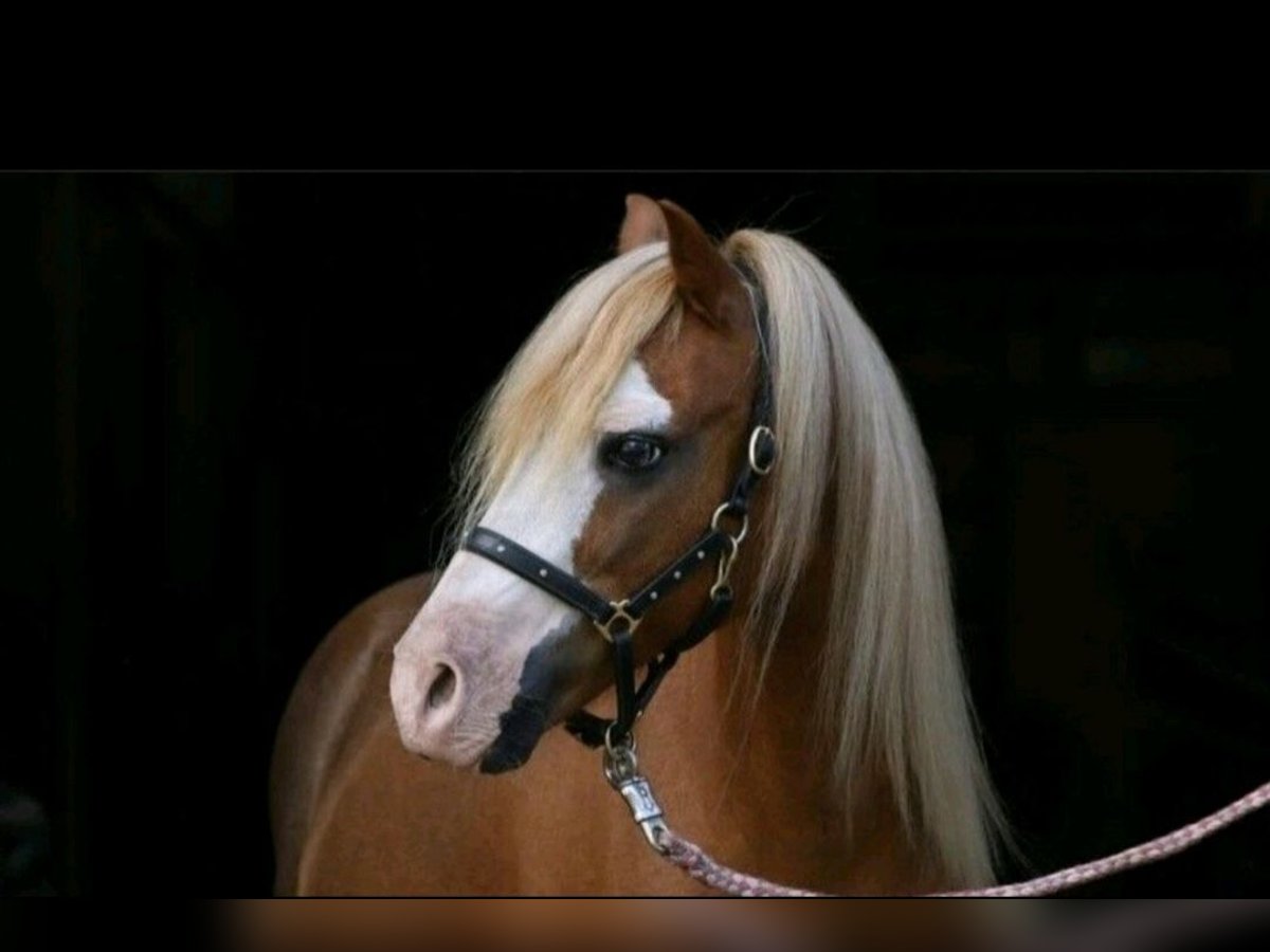 Galés-A Caballo castrado 14 años 115 cm Alazán in Martfeld