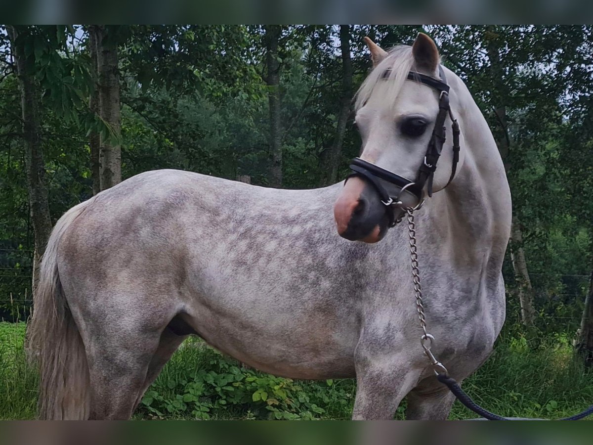 Galés-A Caballo castrado 14 años 117 cm Tordo rodado in Gasselternijveenschemond