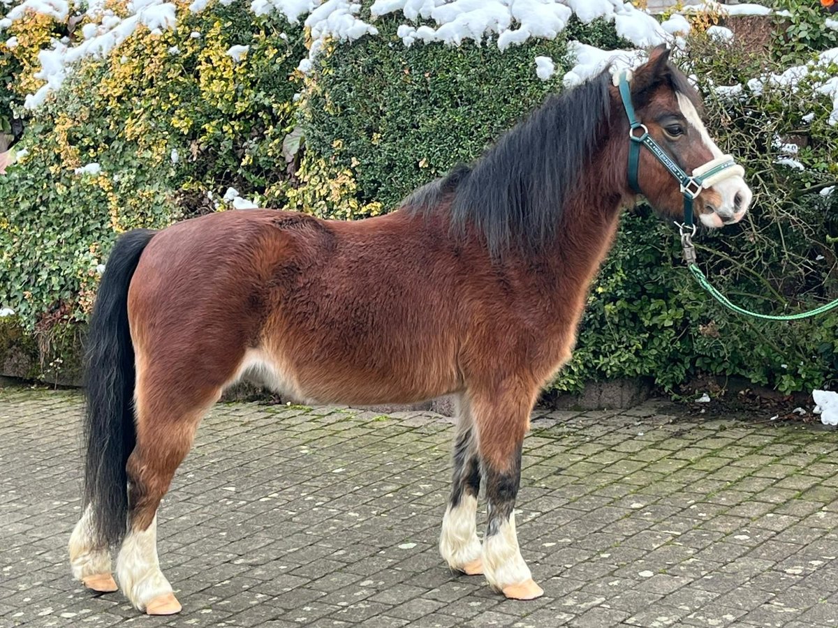 Galés-A Caballo castrado 16 años 114 cm Castaño in Overath