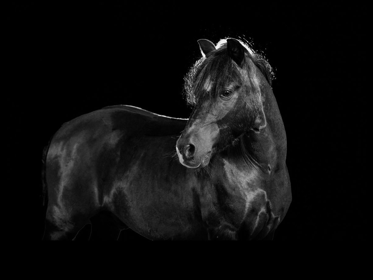 Galés-A Caballo castrado 16 años 118 cm Negro in Trier