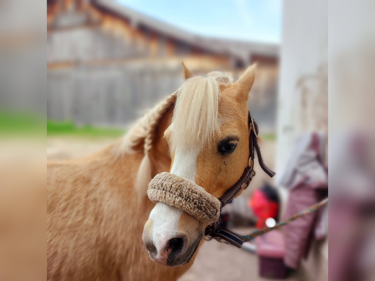 Galés-A Caballo castrado 16 años 120 cm Palomino in Weilheim in Oberbayern