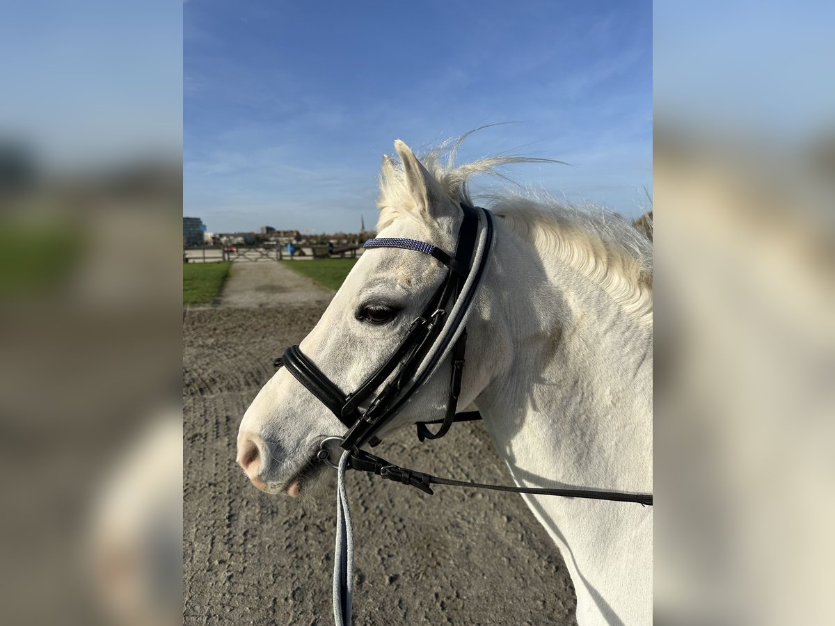 Galés-A Caballo castrado 18 años 117 cm Tordo in Waregem