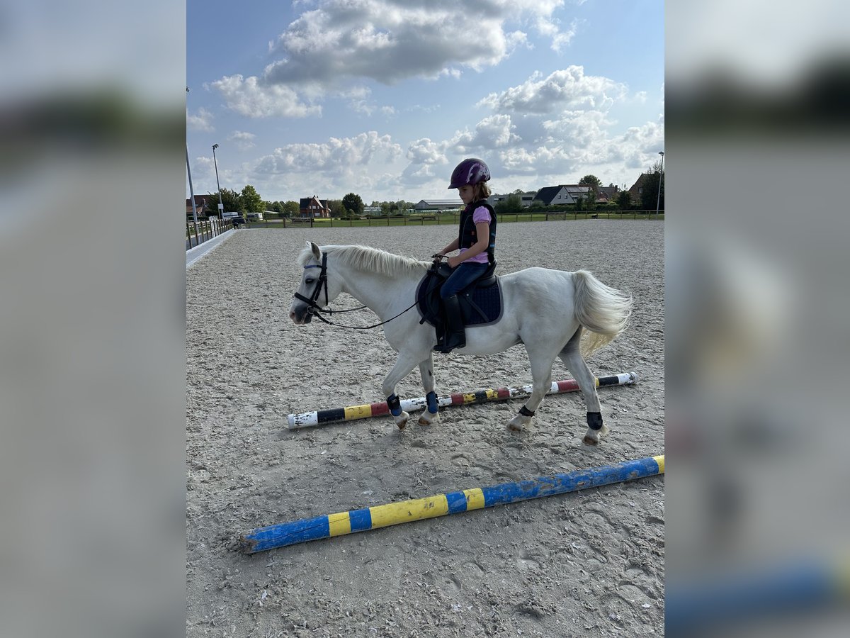 Galés-A Caballo castrado 18 años 117 cm Tordo in Waregem