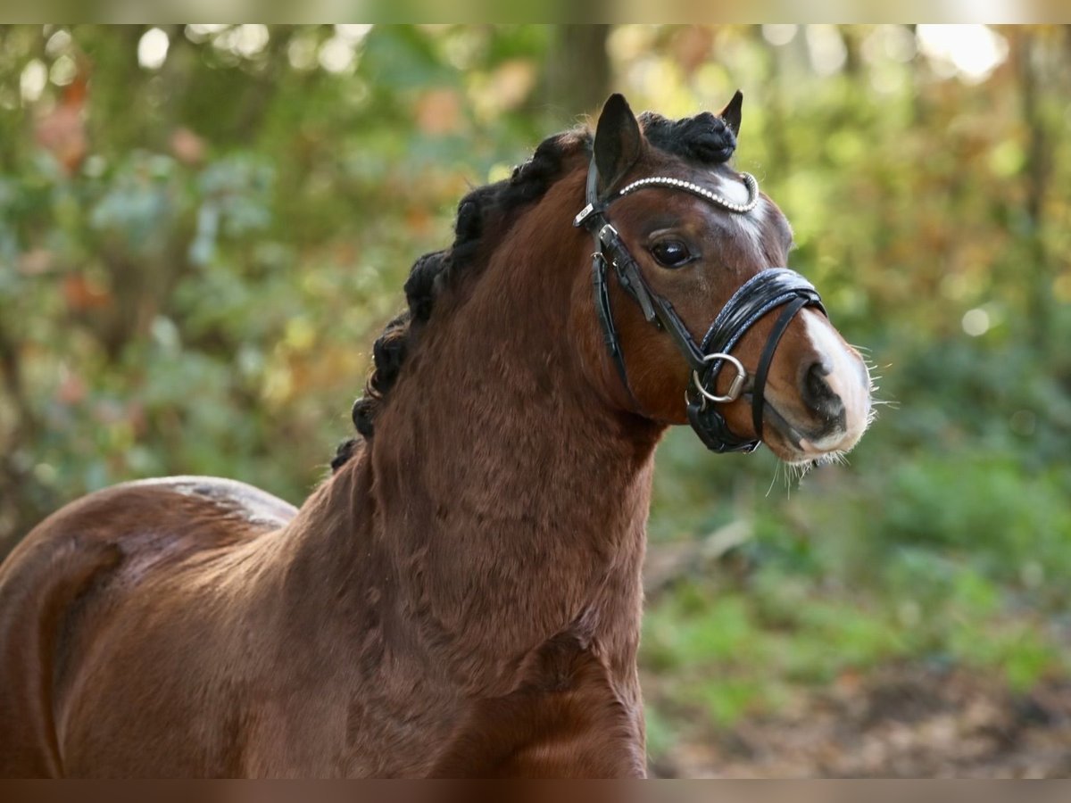 Galés-A Caballo castrado 2 años 118 cm Castaño in Aalten