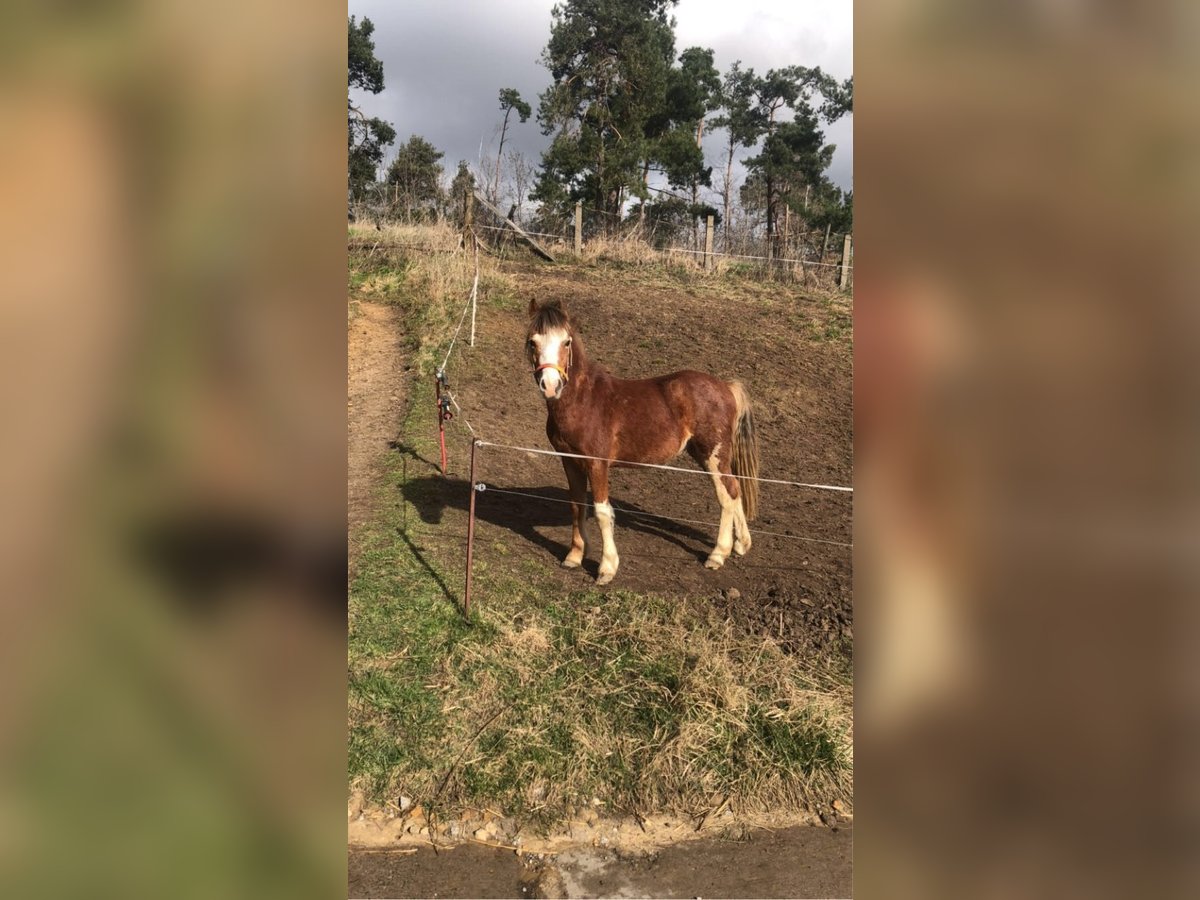 Galés-A Caballo castrado 2 años 120 cm Castaño in Heimburg