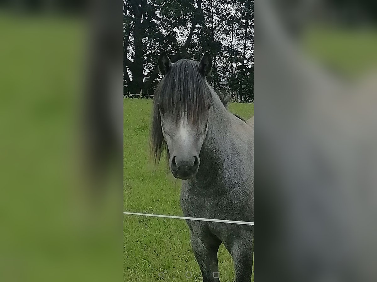 Galés-A Caballo castrado 2 años 125 cm Tordillo negro in Börnichen/Erzgebirge