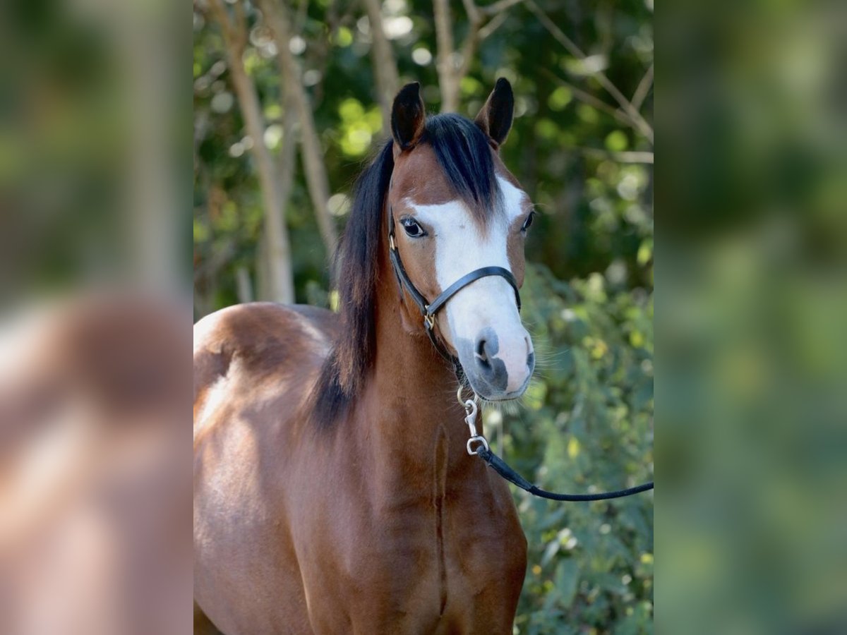 Galés-A Caballo castrado 3 años 110 cm Castaño in Bruchhausen-Vilsen