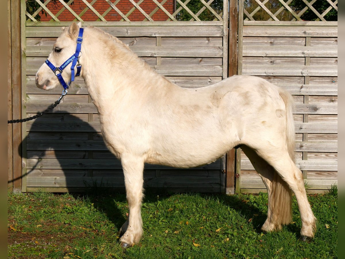 Galés-A Caballo castrado 3 años 114 cm Palomino in Dorsten