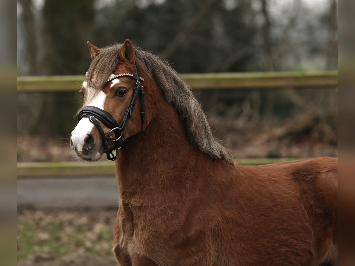 Galés-A Caballo castrado 3 años 117 cm Alazán-tostado in Aalten