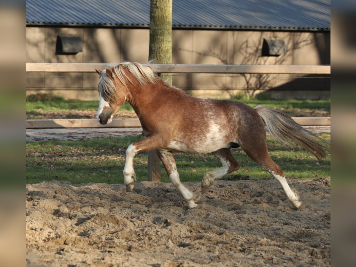 Galés-A Caballo castrado 3 años 117 cm Sabino in Aalten