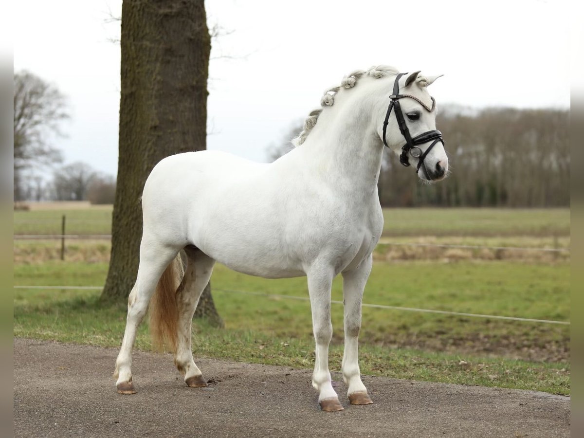 Galés-A Caballo castrado 3 años 117 cm Tordo in Aalten