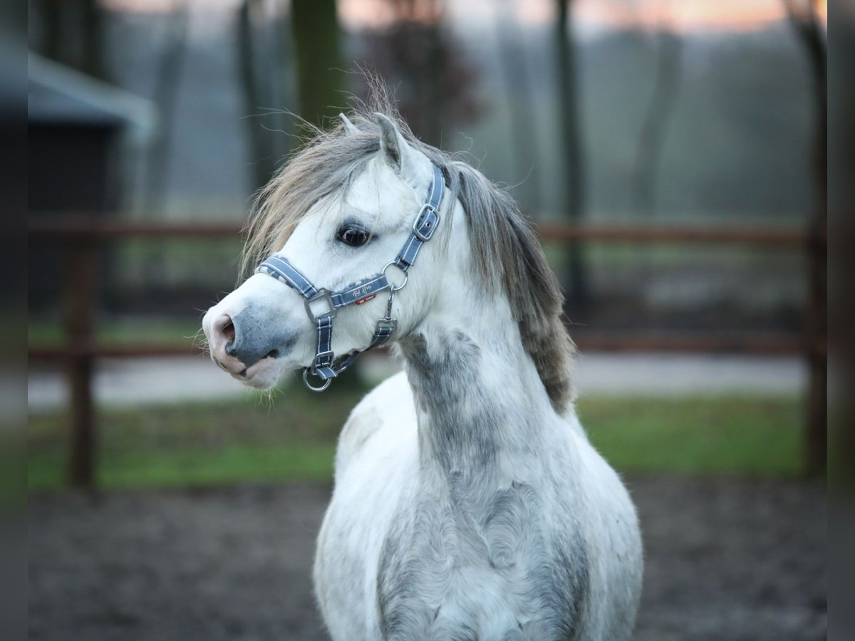 Galés-A Caballo castrado 3 años 119 cm Tordo in Aalten