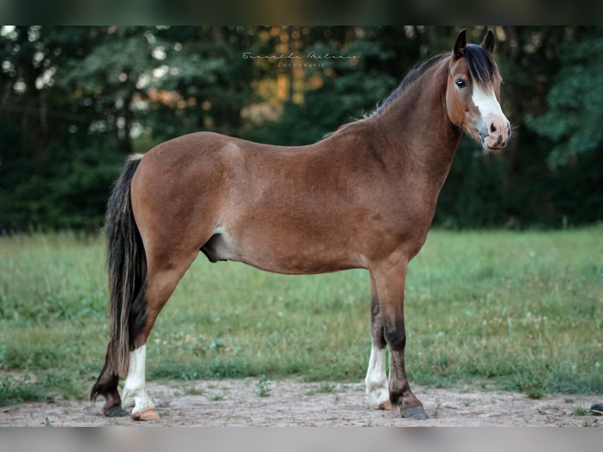 Galés-A Caballo castrado 3 años 125 cm Castaño in Mechterstädt